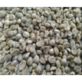 usine de grains de café vert de produits professionnels